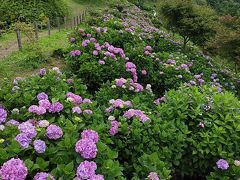 皆野　美の山公園２０１９あじさい