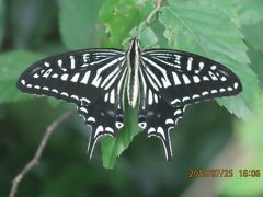 森のさんぽ道で見られた蝶(２９)アゲハチョウ、ツバメシジミ、テングチョウ、アカボシゴマダラその他等