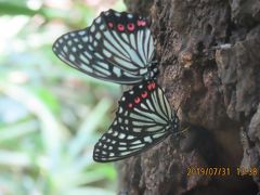 森のさんぽ道で見られた蝶(３２)アカボシゴマダラ、ルリタテハ、イチモンジチョウ、ツバメシジミその他等