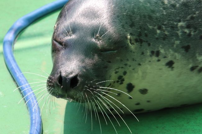 夏の家族旅行で、伊勢、鳥羽、志摩を二泊三日でめぐりました。<br />一番のメインは志摩スペイン村。<br />各所で「すいている」と噂のスペイン村が本当にすいているのか、この目で確かめてきました笑。<br />また、今回初めて知った「ふれあい度が高い」という伊勢シーパラダイスも行ってみました!<br />★結論として、シーパラダイス&スペイン村コンボは「子連れ旅行」にかなりおすすめ♪