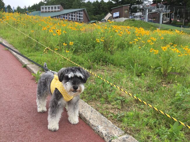 思い立ってワンコと六甲山ドライブ<br />ついでに有馬でニジマスを釣って<br />日帰り入浴してきました