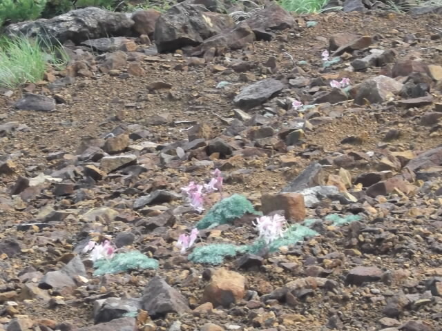 毎夏恒例の旧友山岳会、いつの間にか北海道出身者ばかりに。元道民山岳会に改称しようか(笑)<br />今年は控えめに八ヶ岳縦走という計画。皆さん、未踏の峰があるよう。私は通いなれた縦走路ですが、２泊の縦走は11年ぶりです。<br /><br />初日は美濃戸口から赤岳鉱泉、だらだら山麓歩き。<br />２日目はまず赤岳に。赤岳西斜面のコマクサがきれい(^o^)　横岳に縦走しますがガスって展望はなし。小学校低学年くらいのファミリーが結構。楽しい親子ハイキングが続きますよう！<br />ややくたびれたコマクサ畑のなかの登山道を硫黄岳山荘に正午到着。美味しい夏野菜カレーを頂いているうちに豪雨。なかなかやまないので、予定変更し硫黄岳山荘泊(&gt;&lt;)<br />最終日は朝から晴天。南アルプス北部、中央アルプス、浅間山方面などバッチリ。山頂にはかなりの人出。硫黄岳、天狗岳と縦走し、唐沢鉱泉に下山。ゆっくり山の汗を流しました。<br />楽チンで良い山旅でした。来季はどうなるのでしょう!?<br /><br />茅野駅で電車を待っていたら、６月初めに金峰山で話した若い女性と再会。山ノボラーの行動はほとんど同じ？(笑)