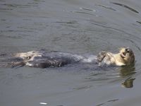 野生動物を探して1泊2日の忙しいキャンプ旅行でロサンゼルスからサンタクルーズへ