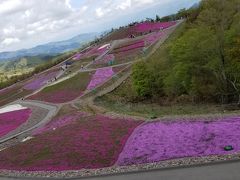 テレビを見たから芝桜