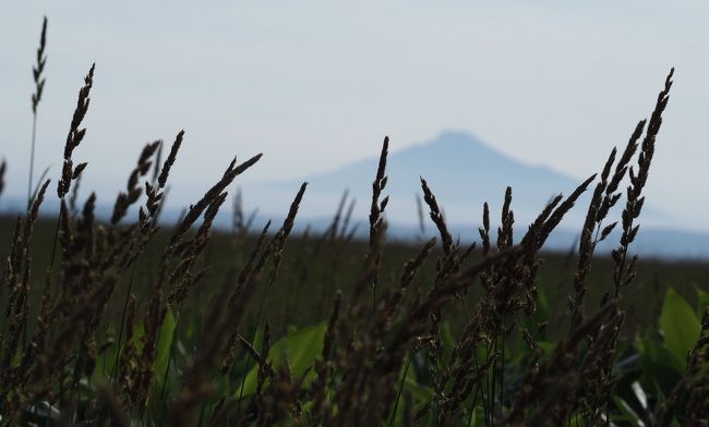 昨年に続き、行ってきました！北海道！<br />訪れる程に、本州と違う味を楽しめる北海道の迫力ある自然に魅了されます。<br />昨年見損ねたポイントがある道東を含め、道北から一泊長いプランを練りました。<br /><br />7/26 礼文泊<br />ANA672 7:35広島-9:00羽田  ANA0571 10:30羽田-12:20稚内　<br />Heart Land Ferry 14:55稚内-16:50礼文<br />7/27 礼文泊<br />礼文 トレッキング:桃岩展望台～礼文林道 ドライブ:北のカナリアパーク～桃岩展望台~スコトン岬 スカイ岬<br />7/28 紋別泊<br />Heart Land Ferry 8:45礼文香深-10:40稚内 野寒布岬 サロベツ宮の台展望台 宗谷岬 丘陵公園 エヌサカライン 神威岬 <br />7/29 羅臼泊<br />ラベンダー園 滝上町陽殖園 サロマ湖展望台 網走刑務所 メルヘンの丘 美幌峠 天に続く道 夕陽台 知床峠 <br />7/30 <br />羅臼 せせき温泉 野付半島 <br />ANA0378 14:35中標津-16:25羽田  ANA0687 17:10羽田-18:30広島