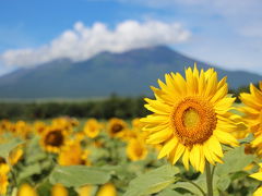 花の都公園のひまわりとジニア（百日草）