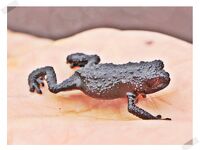 消えたオタマジャクシ／ゴンドワナの秘密☆水溜まりの楽園は進化の坩堝【ロライマ山Trek Day3-PM 】アラフィフ&アラ還のベネズエラ－４