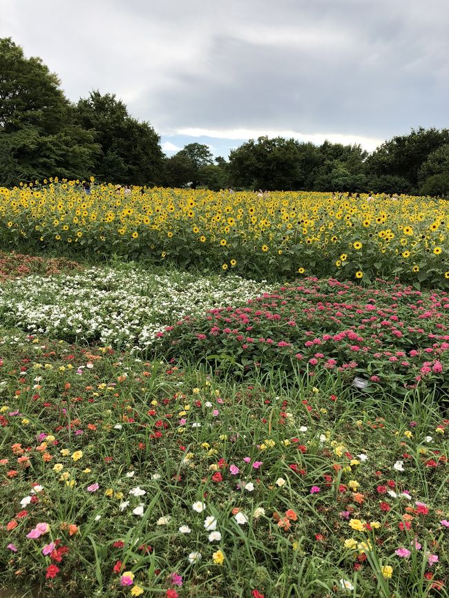 広い公園では 四季折々の花が 楽しめます。