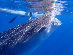 セブ島4泊5日の旅★ジンベイザメとシュノーケリング編【2日目】