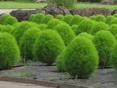 夏の勝沼ﾊｰﾌﾞ庭園