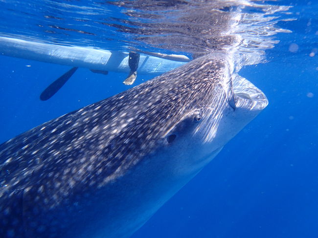 セブ島4泊5日の旅★ジンベイザメとシュノーケリング編【2日目】