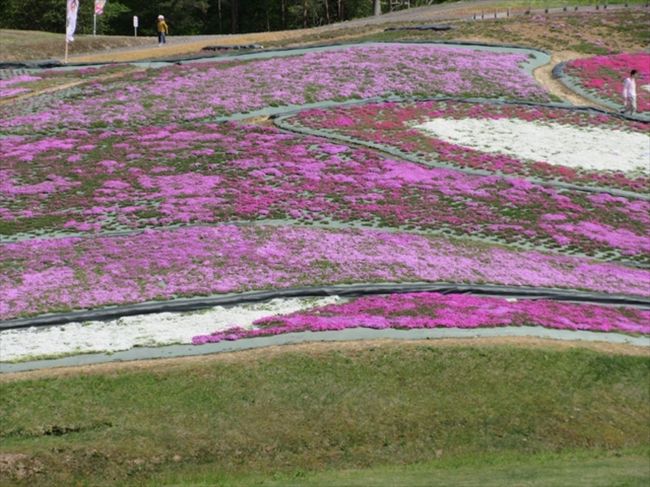 天候に恵まれた休日、家族連れで横手市にある大森リゾート村芝桜フェスタに行ってきました。元々はスキー場として使われていた大森スキー場の斜面を利用して色とりどりの芝桜を植えたのが始まりで、今年で14回目を迎えるそうです。実は今年は少し天候不純で気温が上がらなかったため、芝桜を鑑賞するには若干早かった印象を受けましたが、それでも各種イベントなどもあって、十分楽しむことが出来ました。