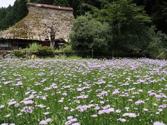 まるで紫のじゅうたん！京都の山里・久多に美しく咲く北山友禅菊 ♪