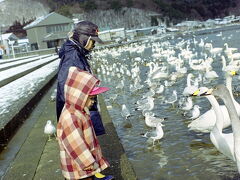 2000年浅所海岸（青森の白鳥飛来地）