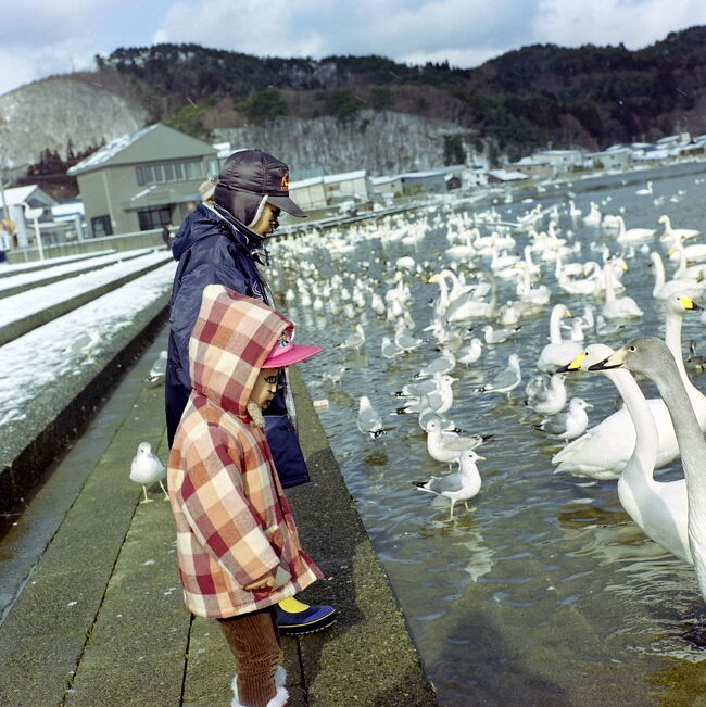 写真フィルムの電子データ化作業で見つけた古い旅行写真です<br />最新情報ではありませんが参考にしてください。<br /><br />2000年初冬、白鳥飛来地として有名な浅所海岸を家族で訪問。<br />当時は青森市内に住んでおり、休日に自家用車で１時間程度？の場所でした。<br /><br />写真は中判カメラRolleiFlex（Xenotar 1:2.8/80）で撮影<br />電子データ化の為、66判ネガフィルムを自分でマクロ撮影し、色を反転・調整<br />