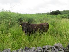 草ぼうぼうの牧場に佇んでいた危険な角を持ったお母さん牛に睨まれて、びびってしまった♪黒島灯台に登る♪2019年７月八重山・黒島８泊９日５９