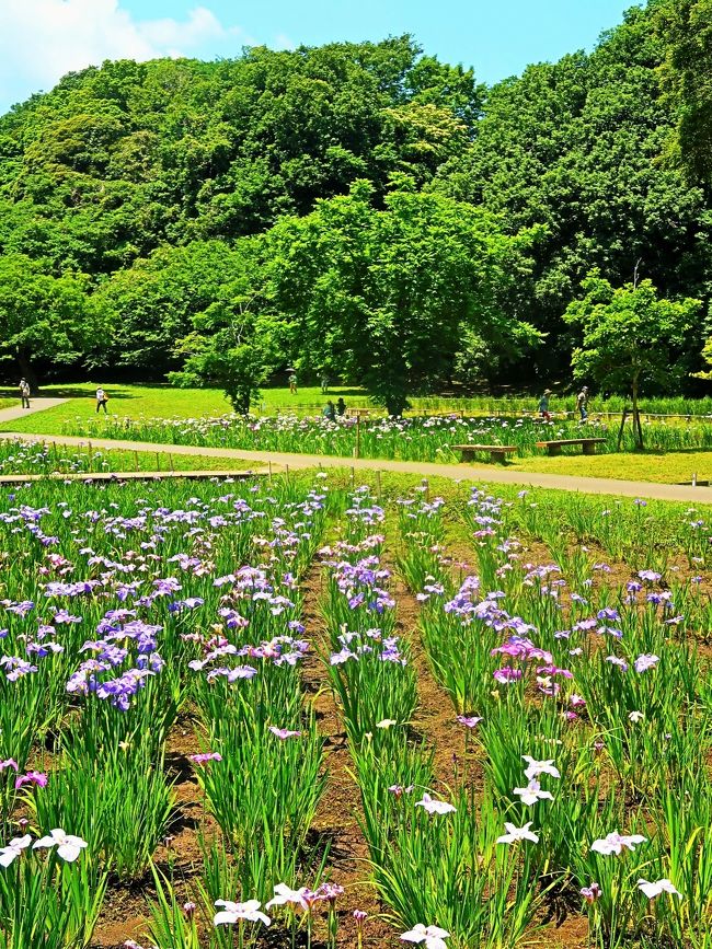 佐倉城下町 菖蒲まつり<br />佐倉城址公園内にある菖蒲田には、紫・黄・白など色とりどりの花菖蒲約9,000株が美しく咲き誇ります。<br />情緒あふれる花菖蒲に囲まれて、憩いのひとときをお過ごしください。※花菖蒲は例年6月上旬~中旬が見ごろです。<br />https://www.city.sakura.lg.jp/0000005612.html より引用<br /><br />ハナショウブ(花菖蒲)はアヤメ科アヤメ属の多年草である。<br />アヤメ類の総称としてハナショウブをアヤメと呼ぶことも多く、間違いにはあたらない(あやめ園、あやめ祭りなど)。 <br />ハナショウブはノハナショウブの園芸種である。6月ごろに花を咲かせる。花の色は、白、桃、紫、青、黄など多数あり、絞りや覆輪などとの組み合わせを含めると5,000種類あるといわれている。 <br /><br />系統を大別すると、品種数が豊富な江戸系、室内鑑賞向きに発展してきた伊勢系と肥後系、原種の特徴を強く残す長井古種の4系統に分類でき、古典園芸植物でもある。他にも海外、特にアメリカでも育種が進んでいる外国系がある。 <br />(フリー百科事典『ウィキペディア(Wikipedia)』より引用)<br /><br />花菖蒲のデータベース については・・<br />http://www.kamoltd.co.jp/katalog/framepage1.htm<br />http://www.tamagawa.ac.jp/agriculture/teachers/tabuchi/dictionary/list_a.html<br />http://niiyairis.net/reference.html<br /><br />佐倉城址公園のご案内<br /> 佐倉城址公園は、佐倉城跡の中に設置されている公園です。公園内には天守閣跡、空堀など城の遺構が多数残され、天守閣跡脇の樹齢約400年の「夫婦モッコク」をはじめ、シイ、カシ、モミジなどの大木がいたる所にある、緑多き歴史公園です。<br /> 天守閣跡や巨大な馬出し空堀、水堀に守られた南出丸や西出丸は必見です。 <br /> 園内には昔、乳母が若君を池のほとりで遊ばせていた際、あやまって若君を溺れさせてしまったという哀しい話が伝わる「姥が池」や、三逕亭(茶室)(さんけいてい)、桜や牡丹、梅、菖蒲園、紅葉などもあり、四季を通じてお弁当を広げる家族連れの姿が見受けられます。 <br /> 公園の東端には、佐倉城に関する模型や古写真、出土遺物などを展示した佐倉城址公園管理センター(佐倉城址公園センター)があります。<br />https://www.city.sakura.lg.jp/0000000987.html より引用<br /><br />佐倉城址公園 については・・<br />https://www.city.sakura.lg.jp/0000000987.html<br />http://maruchiba.jp/sys/data/index/page/id/5828/<br />http://yorimichi.club/2019/06/16/sakurahanasyou/