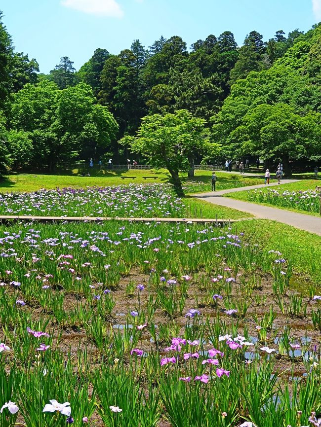 佐倉城址公園のご案内<br /> 佐倉城址公園は、佐倉城跡の中に設置されている公園です。公園内には天守閣跡、空堀など城の遺構が多数残され、天守閣跡脇の樹齢約400年の「夫婦モッコク」をはじめ、シイ、カシ、モミジなどの大木がいたる所にある、緑多き歴史公園です。<br /> 天守閣跡や巨大な馬出し空堀、水堀に守られた南出丸や西出丸は必見です。 <br /> 園内には昔、乳母が若君を池のほとりで遊ばせていた際、あやまって若君を溺れさせてしまったという哀しい話が伝わる「姥が池」や、三逕亭(茶室)、桜や牡丹、梅、菖蒲園、紅葉などもあり、四季を通じてお弁当を広げる家族連れの姿が見受けられます。 <br /> 公園の東端には、佐倉城に関する模型や古写真、出土遺物などを展示した佐倉城址公園管理センターがあります。<br />https://www.city.sakura.lg.jp/0000000987.html より引用<br /><br />佐倉城址公園 については・・<br />https://www.city.sakura.lg.jp/0000000987.html<br />http://maruchiba.jp/sys/data/index/page/id/5828/<br />http://yorimichi.club/2019/06/16/sakurahanasyou/