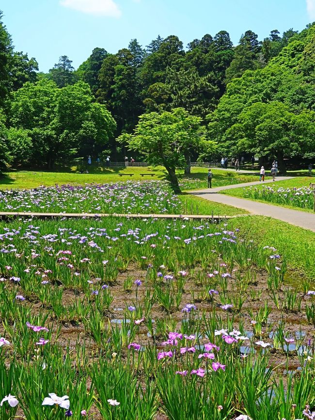 佐倉城址公園のご案内<br />　佐倉城址公園は、佐倉城跡の中に設置されている公園です。公園内には天守閣跡、空堀など城の遺構が多数残され、天守閣跡脇の樹齢約400年の「夫婦モッコク」をはじめ、シイ、カシ、モミジなどの大木がいたる所にある、緑多き歴史公園です。<br />　天守閣跡や巨大な馬出し空堀、水堀に守られた南出丸や西出丸は必見です。 <br />　園内には昔、乳母が若君を池のほとりで遊ばせていた際、あやまって若君を溺れさせてしまったという哀しい話が伝わる「姥が池」や、三逕亭（茶室）、桜や牡丹、梅、菖蒲園、紅葉などもあり、四季を通じてお弁当を広げる家族連れの姿が見受けられます。 <br />　公園の東端には、佐倉城に関する模型や古写真、出土遺物などを展示した佐倉城址公園管理センターがあります。<br />https://www.city.sakura.lg.jp/0000000987.html　より引用<br /><br />佐倉城址公園　については・・<br />https://www.city.sakura.lg.jp/0000000987.html<br />http://maruchiba.jp/sys/data/index/page/id/5828/<br />http://yorimichi.club/2019/06/16/sakurahanasyou/