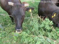 おいしそうな牛タンを見せてくれた黒毛和種のお母さん♪生まれは鹿児島県肝属郡東串良町♪牛の個体識別情報♪2019年７月八重山・黒島８泊９日６１