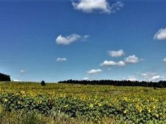 2019ヨーロッパ～ウクライナ・キエフ郊外の村へひまわり畑を見に行く