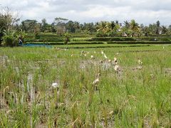 NAMY家の夏休み　2019④　UBUD JALAN JALAN編