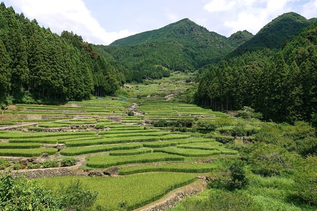 今年の夏の旅行は日帰りなので、近場で行った事がないところでどこか涼しそうなところを探しました。<br /><br />以前雑誌で見た新城市にある四谷の千枚田を思い出して、その近くも散策してきました。<br /><br />近くなのでノンビリと9時半に自宅を出発。<br />高速道路は空いていて1時間ちょっとで新城ICに着きました。<br />降りてすぐ朝ご飯を兼ねて道の駅もっくる新城へ。<br /><br />そこから四谷の千枚田までは思ったより遠く30分弱くらいかかりました。<br />途中に紅葉で有名な鳳来寺もあったので帰りに山道にある田楽屋さんに寄ったら大人気の10組待ちでした。<br /><br />暑さのせいかそんなにお腹が減ってなかったので湯谷温泉の立ち寄り湯に行くことにします。<br />千枚田でかいた汗を流してスッキリした後、まだ14時だったので阿寺の七滝にも行きました。<br /><br />阿寺の七滝は今回行った中で一番混んでいて、山の中なのに駐車場はほぼ満車。<br />滝のあたりも人がたくさんいました。<br />残念ながら山の中でもあまり涼しくなかったので、夏より初夏や秋の方が楽しめそう。<br />でも滝までの川沿いの道が素敵でした。<br /><br />道の駅もっくる新城 → 四谷の千枚田 → 湯谷温泉 観光ホテル 泉山閣 → 阿寺の七滝 → こんたく長篠JA