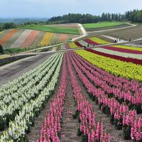 北海道の花旅　富良野・美瑛 【2泊3日3日目】