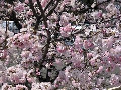 清須城の桜