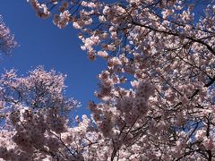 高遠の桜