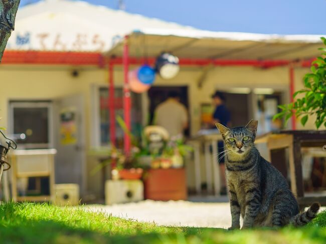 4travelの旅行記フォトコンでリッツ・カールトン沖縄の無料宿泊券を頂いたので、沖縄本島に行ってきました。無料宿泊券の一泊ではもったいないので、前後に安めの宿を取って3泊にして、懐に優しいのにとっても美味しい、”リッツ・カーツトン・サンドイッチ”を堪能しました。<br /><br />沖縄本島はこれで3回目なので、美ら海水族館、備瀬のフクギ並木、古宇利島、大崎天ぷら店といったお気に入りのスポットをのんびりと周ってきました。