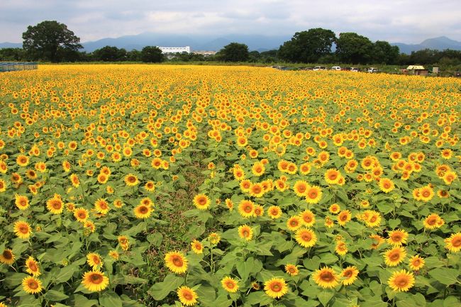 「座間のひまわりまつり」が８月１０～１４日、相模川沿いの会場で開催されます。今年は長梅雨による日照不足や気温低下の影響で、約５５万本のヒマワリの開花が過去に例がないほど遅れていましたが、漸く５～８分咲きになってきましたのでヒマワリを見に行ってきました。<br />当初はまつり開催期間だけ運行される臨時バス（小田急線相武台前駅⇔ひまわりまつり会場）で行こうと思っていましたが、昨年までの旅行記やクチコミによると臨時バスは大変混雑するようなので小田急線座間駅から歩いて行くことにしました。<br />それならば、座間駅近くの坂東三十三観音霊場の星谷寺など寺院巡りをしながらひまわり会場に向かいました。<br /><br /> 　