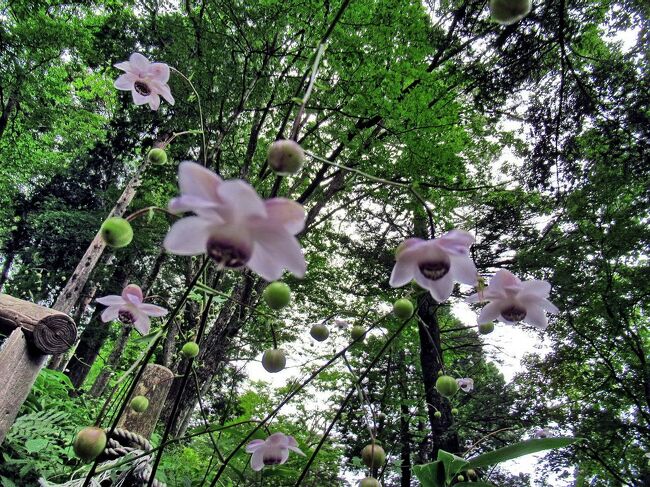 御岳山（みたけさん）は、東京都青梅市にある標高929ｍの山で、レンゲショウマの群生地としては日本一と言われており、８月は多くのハイカーや写真愛好家で賑わいます。<br />そして、御岳山の周りを流れる渓流にあるロックガーデンは、夏でも涼しさを感じる人気スポット・・・苔むした岩肌と木々の緑が清流に映る、東京とは思えない場所です。<br />お盆の時期でしたが、仲間５人と山歩きを兼ねて行ってみました。<br />