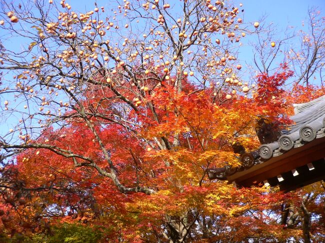 シニアトラベラ―　思い出の旅シリーズ　紅葉の京都・奈良満喫の旅　