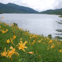 野反湖・白砂山 ノゾリキスゲの黄色い絨毯