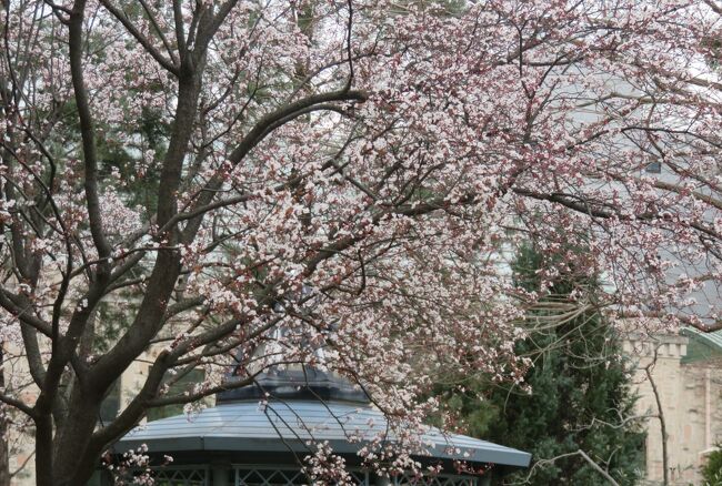 かつての『名古屋市ランの館』、『フラリエ』の春の花の紹介です。室内には、展示即売の蘭の花がありましたが、屋外では山桜の花やヒマラヤユキノシタ、クリスマスローズなどが咲いていました。