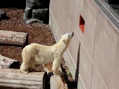 男鹿水族館ＧＡＯ　レサパン無しのホッキョクグマ紀行　新天地で元気そうなユキちゃんに会えて嬉しいです