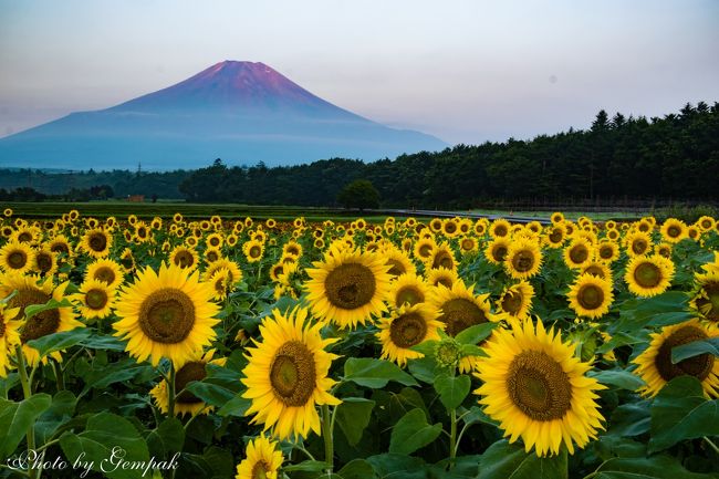 山中湖ロッジ滞在記8月編　その２　赤富士と花の都公園のひまわり