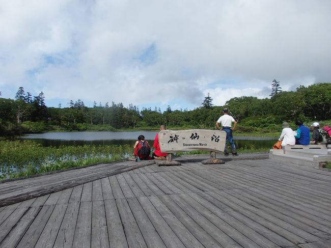  　　　山歩き 北海道倶知安町　　イワオヌプリ標高1116M(標高差180M)　山頂は断念　　全行程5時間26分　　五色温泉お花畑駐車場～（1時間）イワオヌプリ分岐～(1時間59分)大沼湖岸(24分)～(1時間17分)神仙沼自然休養林休憩所(レストハウス)～(25分)神仙沼(6分)～(12分)レストハウス<br />「日時」2019年7月27日　曇りと霧、<br />「アクセス」カリンパニ・ニセコ藤山に前泊する。宿よりレンタカーで五色温泉お花畑駐車場に向かう（所要51分）<br />「コース概要」山仲間14人と歩く。(9;53) (0;00)駐車場の脇にある入口から入る。(0;03)少し急な登りに入る。石段登り。(0;10)登山届箱に登山届を提出。急な木段登りに続き急な石登りと続く。霧が濃く前が見にくい。(0;24)一旦平坦になるが、ザレた少し急登りが始まる。シラネニンジン、アカモノ、アキノキリンソウ等を見る。(0;42)休憩。(0;47)出発。(1;00)イワオヌプリ分岐を左入る。（右はイワオヌプリ山頂へ）。ここまでコースタイムの2倍以上かかっていること、濃霧のため、運転者が車を歩いて取りに行く時間等の理由で山頂行きは断念。(1;02)分岐直進（大沼へ）（左はニトヌプリへ）。足場の悪い岩場を登る。ヨツバムグラ、マルバシモツケ、ミヤマオトギリ等を見る。小さなアップダウンがある。(1;22)緩やかに登る。(1;30)緩やかに下る。オオヤマサギソウを見る。(1;39)崩壊地をトラバースする。濃霧の中を下る。(2;03)急下りが5分程続く。ダケカンバ林の中を下る。(2;16)ザレ場を下り渡渉する。少し登り返して火山灰の道を歩く。(2;39)ピークを越える。大沼の右岸を歩く。(2;59)大沼湖岸に到着。沼の向こうに雲のかかったイワオヌプリが見える。昼食をとる。(3;23)出発。小さなアップダウンがある。少し急な下りをする。(4;12)大谷地湿原に入り、木道を歩く。花は見られない。運転者2人はここから舗装道を歩き、レンタカーを取りに行く。感謝です。(4;40)神仙沼自然休養林休憩所（レストハウス）に到着。休憩。(4;43)神仙沼に向かう。木道を歩く。ネバリノギラン、トキソウ、タチギボウシ、ミタケスゲ、ナガボノシロワレモコウ、ウメバチソウ、チングルマの果穂、等多くの花が見られる。(5;08)神仙沼に到着。ミツガシワの花は終了し実がなっている。(5;14)来た道を戻る。(15;19)(5;26)レストハウスに戻る。ソフトクリームを食す。レンタカーでカリンパニ・ニセコ藤山に帰る。いくつかの理由で山頂は断念しましたが、30種ほどの野花、実を見ることが出来、満足できる山行でした　<br />