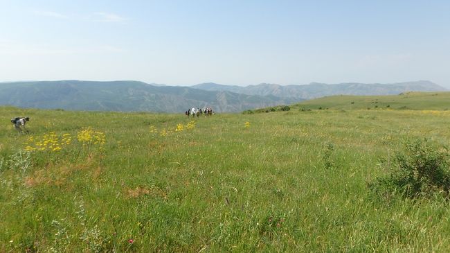 アルメニアのお花畑：ゲガマ山麓フラワーハイキング
