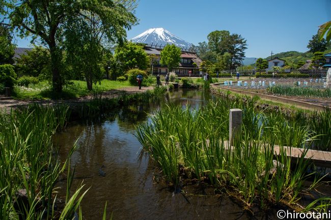 山中湖ロードレースに出るために、前日から山中湖入りしました。折角の機会なので、今まで行きたいと思っていていけてなかった忍野八海にいってみることにしました。<br /><br />忍野八海は、富士山の伏流水に水源を発する湧水池です。中世期、富士修験道者の水行の霊場でした。1985年に環境庁の名水百選、2013年に世界文化遺産に登録されました。<br /><br />現在では、富士山をバックにした美しい池をインスタ映えを狙って、アジア系を中心に多くの観光客が訪れています。<br /><br />忍野八海のコメントは、忍野村観光案内所でいただいた「忍野八海巡礼ガイド」というパンフレットをもとにしています。<br /><br />翌日のロードレースにはハーフマラソンに参加。故障明けで十分な練習ができていなかったことと、この時期としては記録的な暑さで、納得のいく記録とはなりませんでした。帰りの渋滞に辟易しましたが、来年も多分挑戦すると思います。<br />