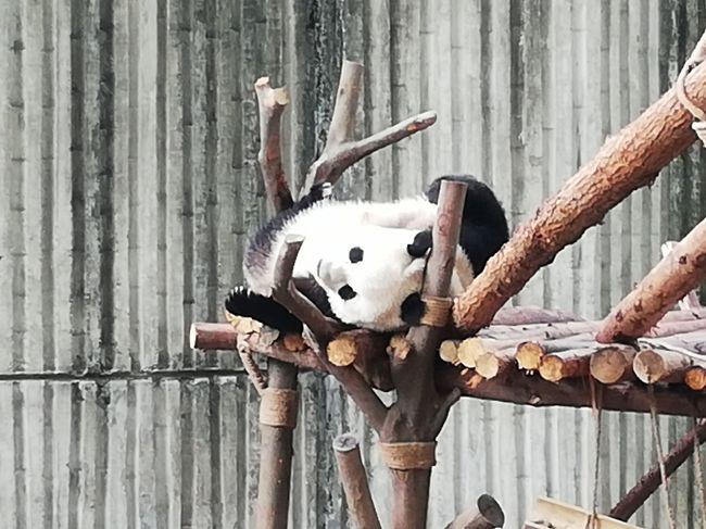出張の合間での成都ジャイアントパンダ繁殖研究基地、前回2月で寒いせいかパンダがあまり活発ではなく暖かくなった6月再訪問記?的メモです。