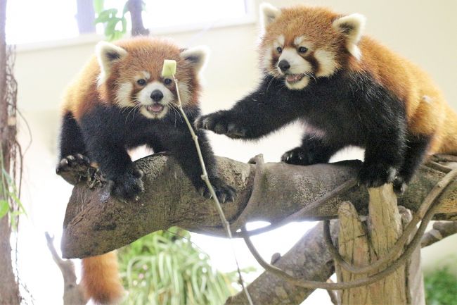 那須どうぶつ王国で猛暑を少しでも涼しく ２ 新 アジアの森 のレッサーパンダ ビントロング コツメカワウソ マヌルネコ 栄作 与作とマヌっ子 那須 栃木県 の旅行記 ブログ By まみさん フォートラベル