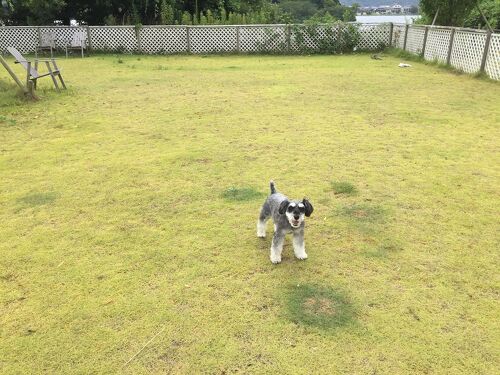 水辺 の ホテル 小さな 白い 花 ペット