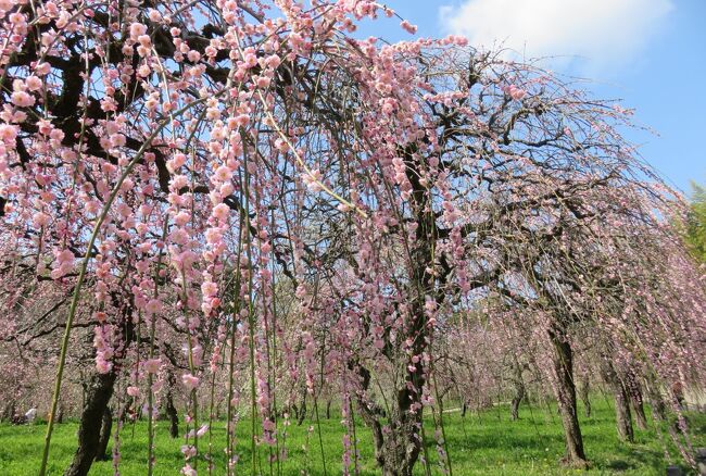 約700本が栽培されている、名古屋市農業センターの枝垂梅の散り始めの頃の紹介です。普通の開花時期の枝垂梅の落花が始まり、遅咲き種は満開でした。