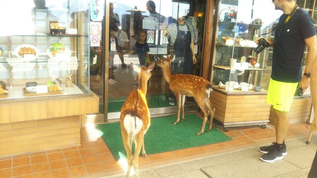 2月に行った鹿児島旅行は、パパがさくさく年度頑張ったご褒美旅行。<br /><br />今回は昨年度頑張ったご褒美旅行♪<br />今回は前回の鹿児島より少し豪華な旅が出来るというので、長めに4日間楽しんできました(^^)<br />途中、台風の動きが気になりましたが、山陽新幹線が計画運休する2日前に帰京できました。<br /><br />1日目は、東京→広島宮島泊<br />