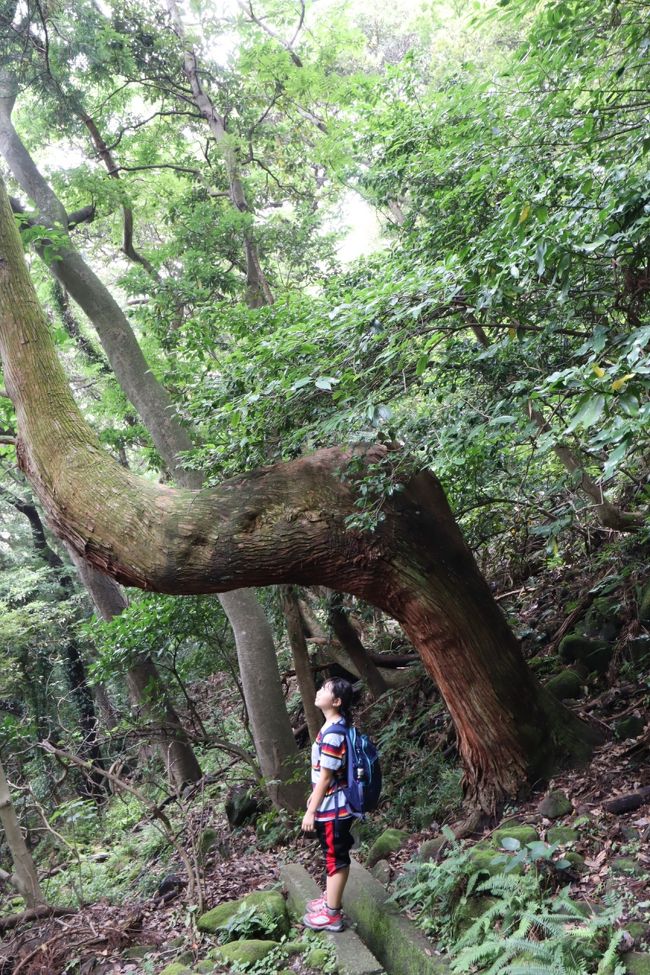 夏休みが始まったばかりの勢いで<br />娘っ子と千葉県日帰り旅行。<br /><br />行き場所は鋸山に決定。<br />母娘ともに良い汗かいてダイエット!<br /><br />景色や神仏に感動するという事は<br />老若男女問わず幼児や小学生だって同じ。<br /><br />ラピュタの壁というネーミングの石切場跡<br />があるよ、とチラッと説明して、<br />子供に興味持たせる。<br /><br />「もう行きたくな~い」<br />と言われないように、<br />これから登山好きになってもらうために、<br />登山ではなく、下山を楽しみました!<br /><br />先ずはロープウェイで高揚感持たせて出発!<br /><br /><br />程よい達成感と見所満載の鋸山。<br />娘も満足のようでした。<br /><br />