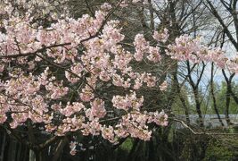 2019春、農業センターの枝垂梅・散り始め(3完)：白木蓮、日本水仙、満開の桜、花韮、雪柳
