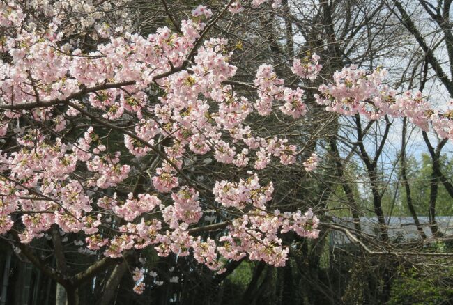 名古屋市農業センターの枝垂梅の散り始めの光景の紹介です。この日を、枝垂梅見学の今年最後の日としました。枝垂梅は散り始めていましたが、満開の桜の花を目にすることができました。