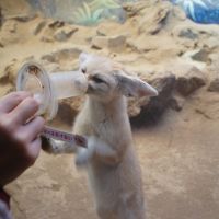 2017年12月　伊豆　伊豆シャボテン公園、アンダ別邸、アニマルキングダム